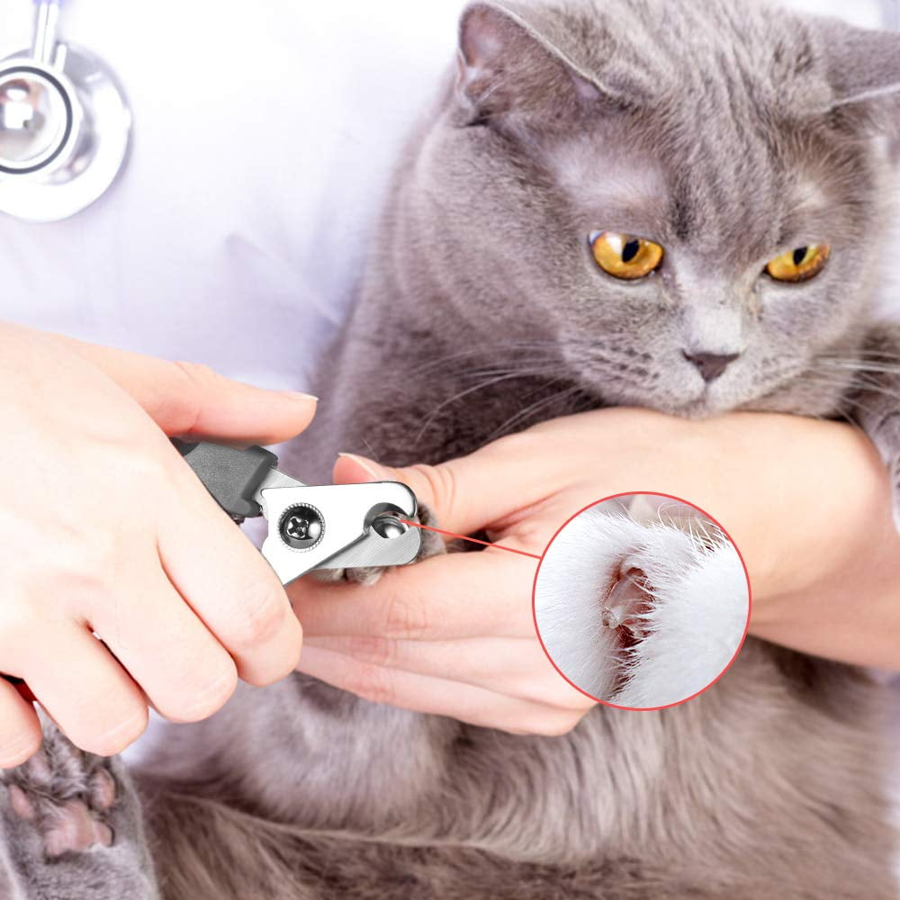 Is it cruel to trim my cats nails? - Quora